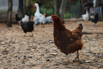 Geese, chickens and ducks on the farm, walking and eating in a special paddock.