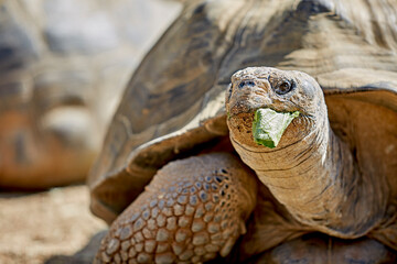 Fototapeta na wymiar Giant Galapagos Tortoise eating Lettuce