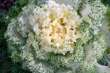 White ornamental cabbage Brassica oleracea in the garden