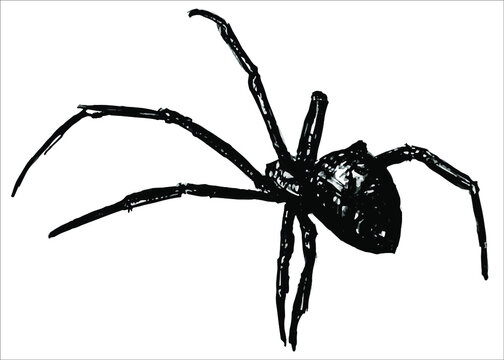 vector spider on white background