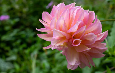 Fototapeta premium Pink peony flower blooming on a green flowerbed