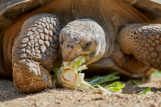 Giant Galapagos Tortoise eating Lettuce Stock Photo | Adobe Stock