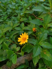Yellow flower isolated on green laves