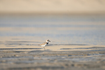 Lesser Sand Plover on the southern coast of Qatar