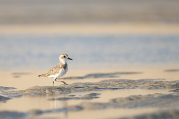 Lesser Sand Plover on the southern coast of Qatar