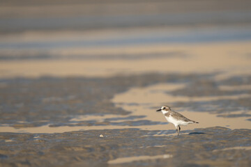 Lesser Sand Plover on the southern coast of Qatar