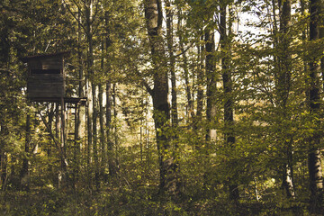 Ambona myśliwska chowana w lesie © Wojtek