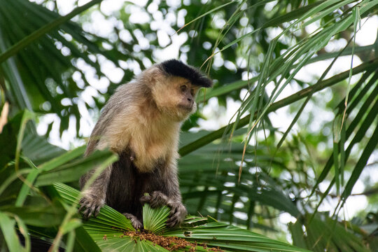 Capuchin monkey over big green tree leaves in Tijuca Park