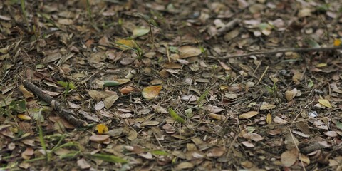 Dropped dry leaves scattered on the ground