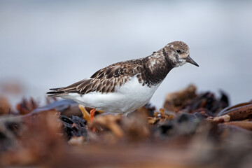 Ruddy turnstone searching for food on the beach. Small birds on the Helgoland island. European wildlife. Birds watching on the sea coast. 