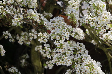 Pyrus communis in spring