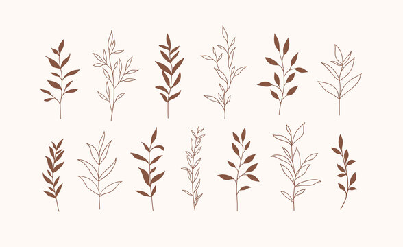 Set of vector plants and herbs. Hand drawn floral elements.