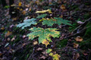 leaf tree autumn