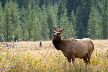 Female elk (cow) looks around with a tilted head in a grassy meadow in Yellowstone National Park in autumn