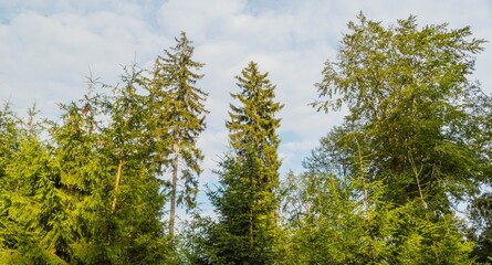 Nadelbäume auf Feldberg Hessen