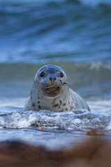Grey seal colony on the Helgeland. A colony of seal laying on the beach. European wildlife.