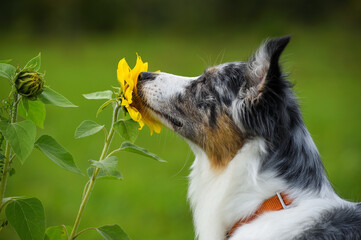 the dog and sunflower