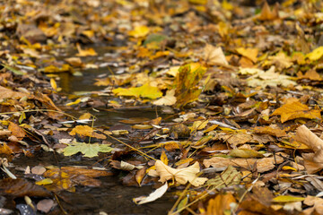 
falling leaves from a tree flowing stream and stove in flowing clear water in autumn in the forest