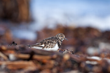 Ruddy turnstone searching for food on the beach. Small birds on the Helgoland island. European wildlife. Birds watching on the sea coast. 