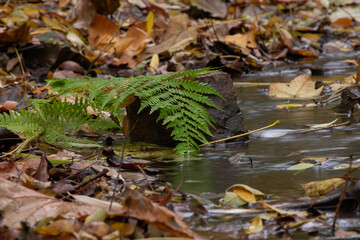 green fern and orange fallen leaf on a stone in a flowing stream and clear flowing water in autumn in the forest 