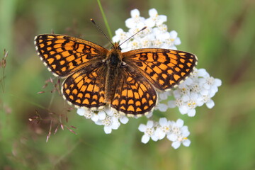 butterfly on flower