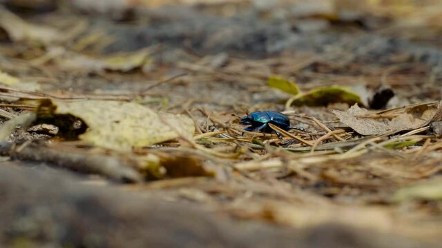 Close-up of an earth-boring dung beetle Geotrupidae on the forest floor