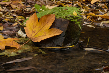 green fern and orange fallen leaf on a stone in a flowing stream and clear flowing water in autumn in the forest 