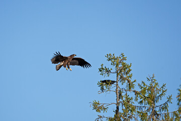 An eagle landing on the branch. King of the birds in the wildlife. European nature. 