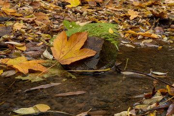 
falling leaves from a tree flowing stream and stove in flowing clear water in autumn in the forest