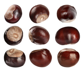 Obraz premium Set of brown horse chestnuts isolated on white