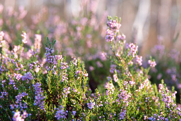 Blooming wild pink violet heather flowers in forest at autumn day. Landscape plant heather, national Scottish flora. Colorful traditional October flower, blossom in the north of Europe, Luneburg Heath