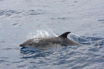 Bottlenose dolphins swimming on the surface. Dolphin play in the ocean. Marine mammal in the Pacific ocean. 