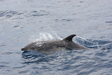 Fototapeta premium Bottlenose dolphins swimming on the surface. Dolphin play in the ocean. Marine mammal in the Pacific ocean. 