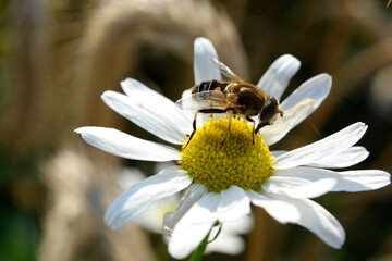 Obraz premium SAMSUNG CSC