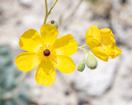 Las Vegas bear poppy (Arctomecon californica) is a rare plant that has a brilliant large yellow flowers with thin papery petals