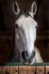 White beautiful horse in the stable - head- door - wood -  inside - portrait 