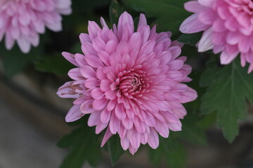 Obraz premium crisantemo de color de rosa