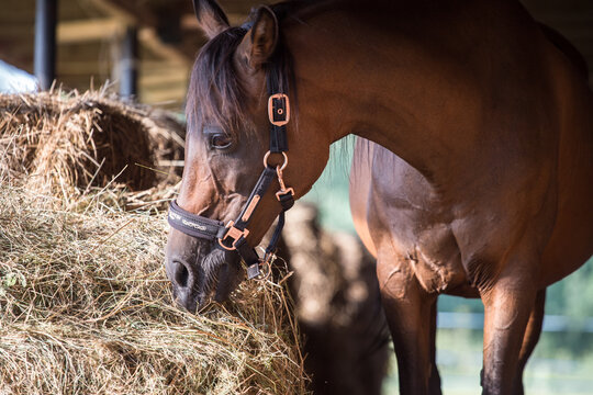 Beautiful brown Arabian horse in the stable - door - wood - hay - sunset - summer - the horse grazes -eat hay -halter
