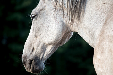 Horse portrait - Head of the majestic white grey horse on a black green background - peace relaks...