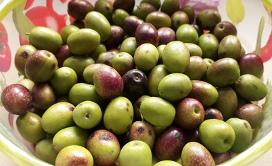 Ma première cueillette d'olives.