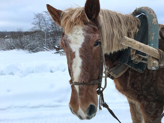Photo of a horse head in winter
