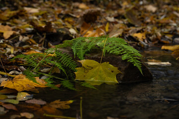 green fern and orange fallen leaf on a stone in a flowing stream and clear flowing water in autumn in the forest 