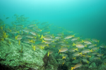 Fototapeta na wymiar The shoal of fish in Mexiko. Snappers on the bottom of the sea. Mexican marine life.