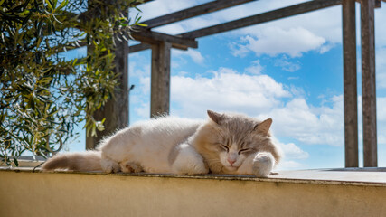Feral cat sleeping in the nature during a sunny day. Alley cat relaxing under the sun. Cat living outdoor in the garden heats up under the rays of the sun. © Yaya Photos