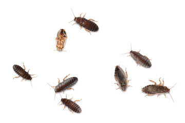 Many cockroaches on white background, top view. Pest control