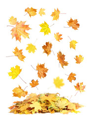 Fototapeta premium Beautiful autumn leaves falling on white background