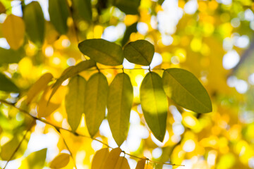 Autumn and fall yellow leave close-up, nature background, yellow color, ash-tree leave
