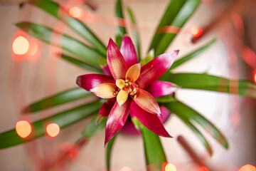 Red bromeliad with LEDs