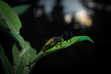 Beetle on leaf in the wild