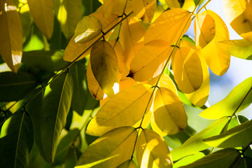 Autumn and fall yellow leave close-up, nature background, yellow color, ash-tree leave